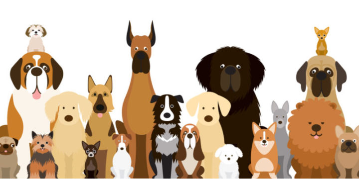 犬のペット保険はどこがいい？FP厳選・犬のペット保険人気ランキングをご紹介！
